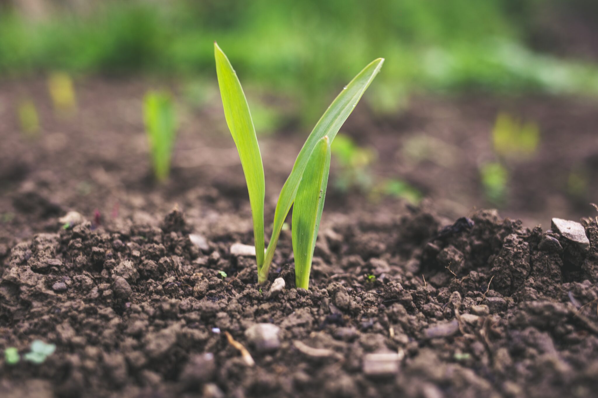 Call for abstracts for soil science conference