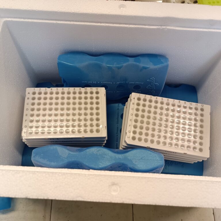 Photo of an ice box filled with sequencing samples for microbial analysis.